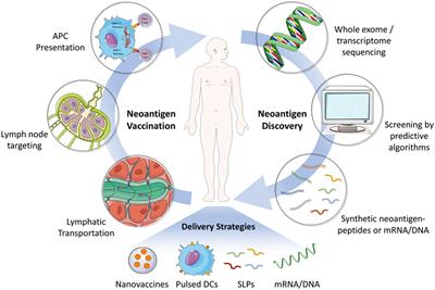 Neoantigen Vaccine Delivery for Personalized Anticancer Immunotherapy